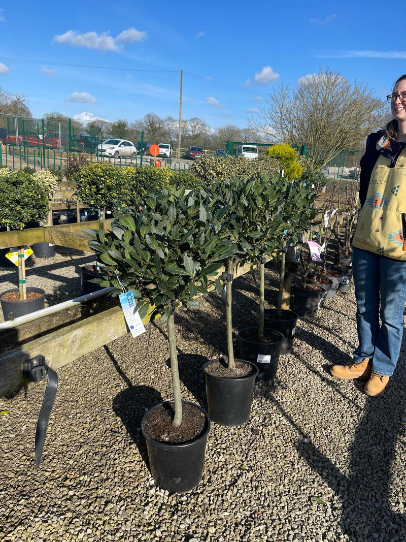Laurus Nobilis Half Standard 15 litre pot 60 stem