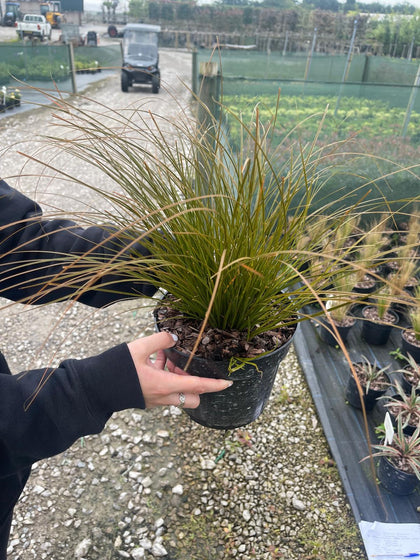 Carex Testacea Prairie Fire 3 Litre Pot