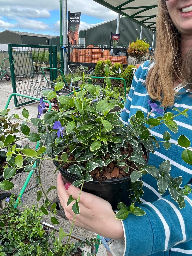 Vinca Minor Variegata 3 Litre Pot