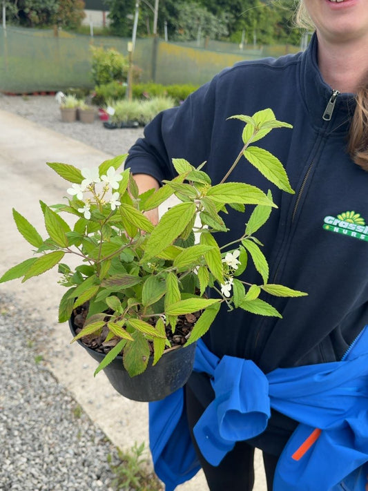 Viburnum plicatum 'Summer Snowflake' - Japanese Snowball 3 Litre Pot