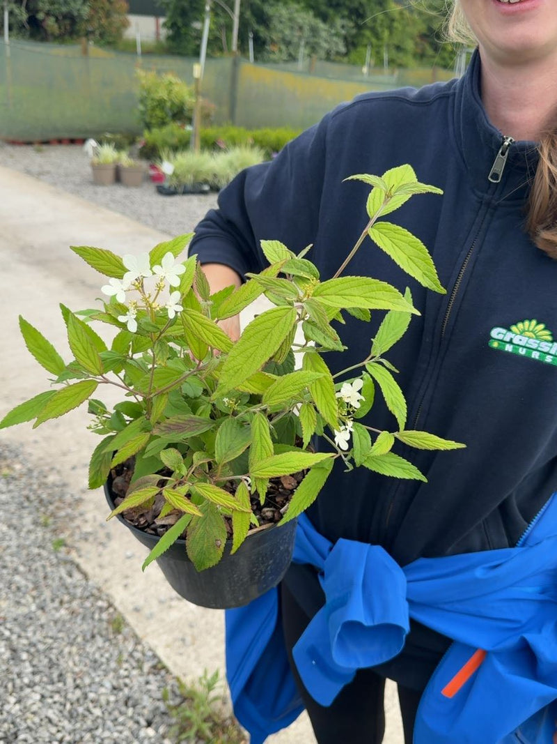 Viburnum plicatum 'Summer Snowflake' - Japanese Snowball 3 Litre Pot