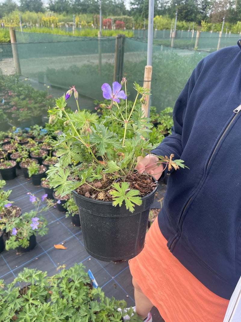Geranium Johnson's Blue 2 Litre Pot