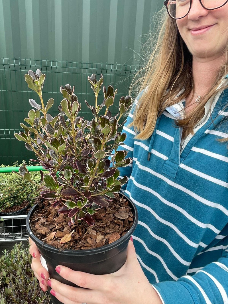 Coprosma Pacific Dawn 3 Litre Pot