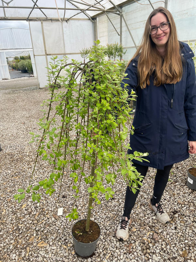 Salix Caprea Kilmarnock 1/2 Std 5 Litre Pot 80cm Stem