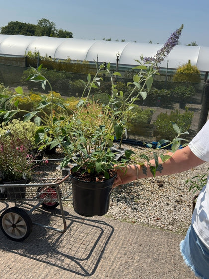 Buddleja davidii Lochinch 3 Litre Pot