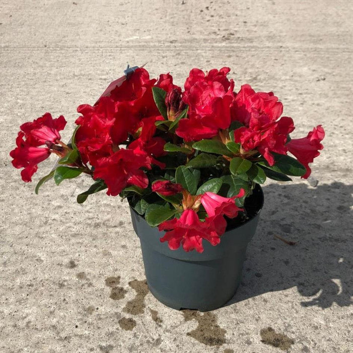 Rhododendron Scarlet Wonder 5 Litre Pot