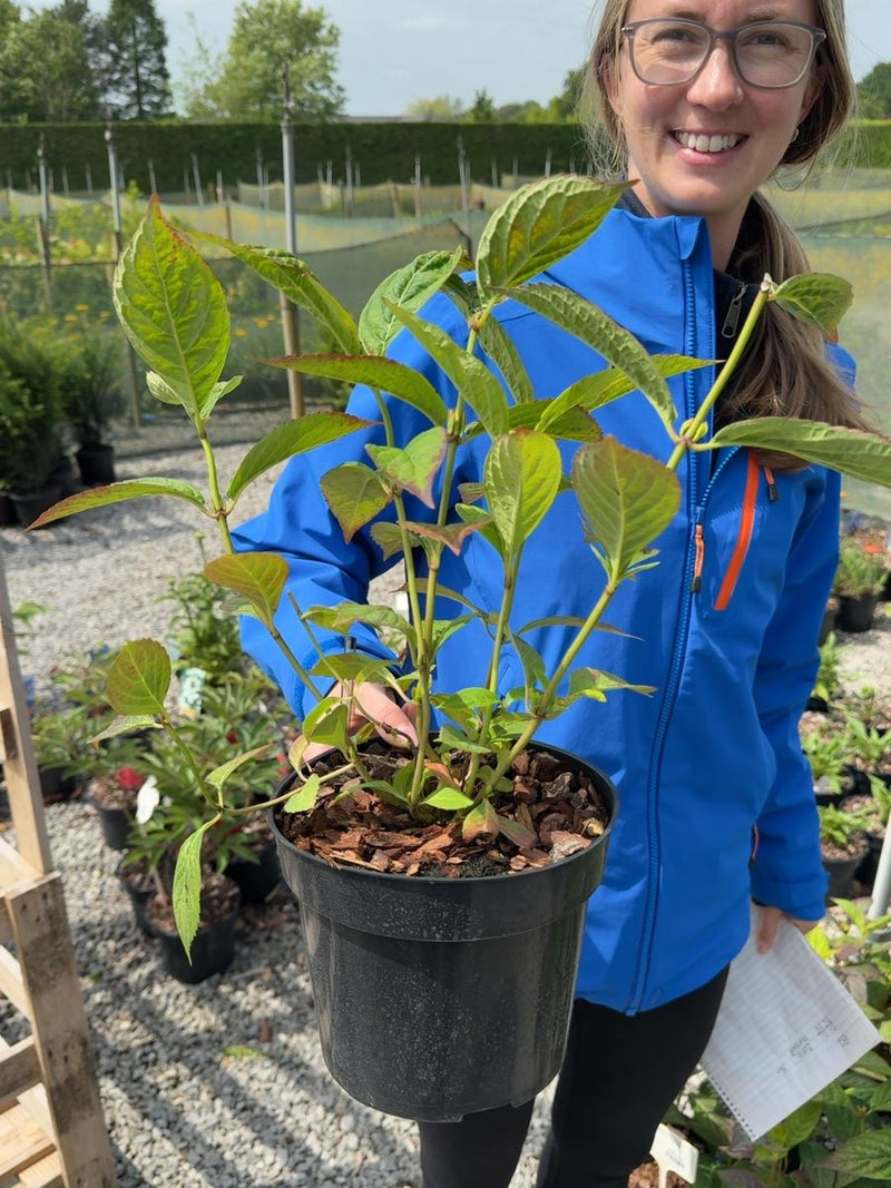 Hydrangea serrata 'Bluebird' - Mountain Hydrangea 3 Litre Pot