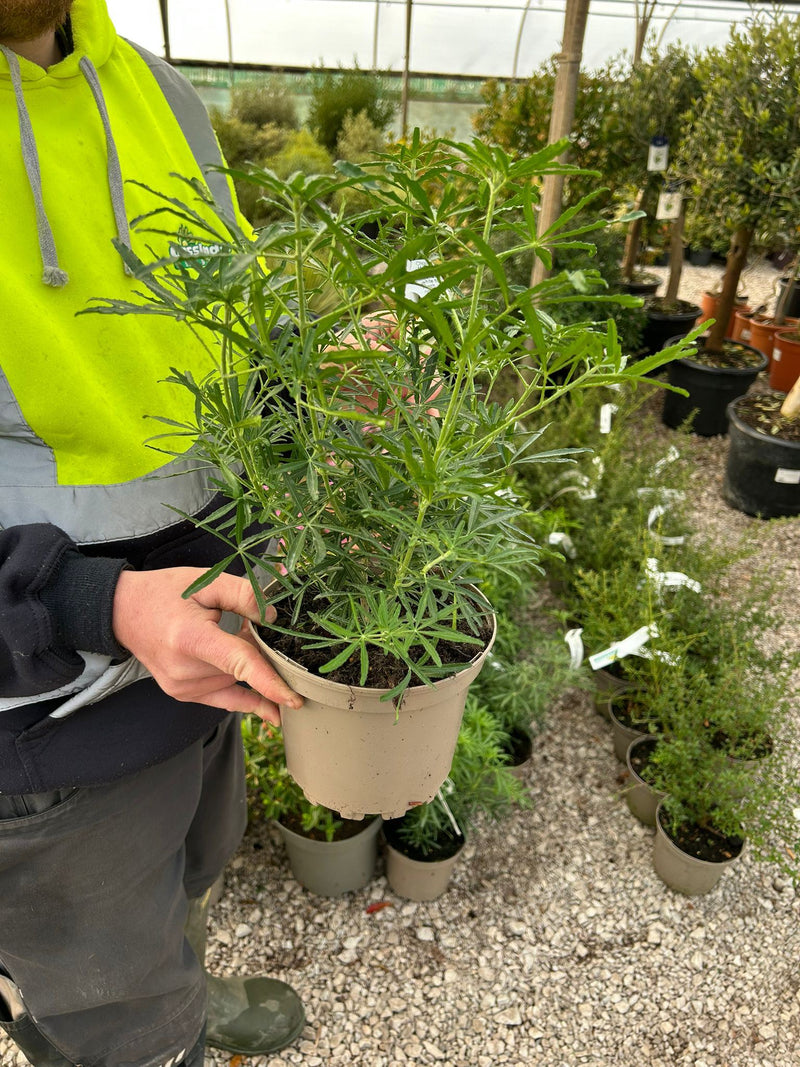 Choisya Ternata White Dazzler 3 Litre Pot
