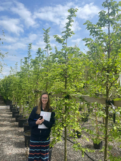 Carpinus Betulus Heavy 10-12cm Girth  Root Ball Delivery From November Onwards