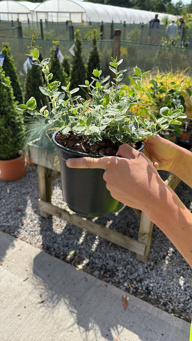 Euonymus Emerald Gaiety 3 Litre Pot