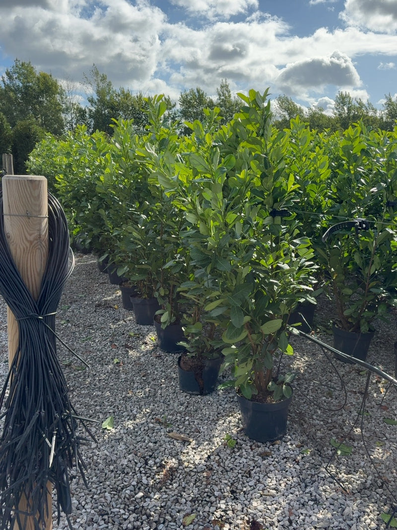 Cherry Laurel Hedging 150-175cm 15 Litre Pot