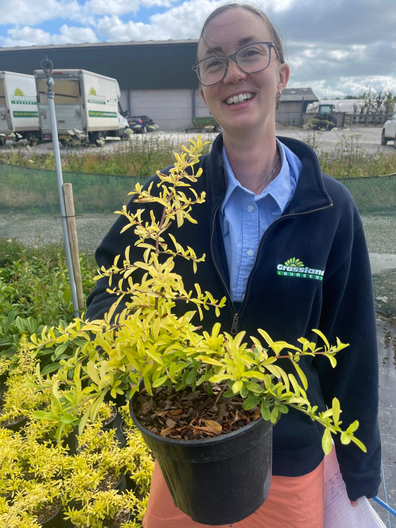 Pyracantha Golden Paradise 3 Litre Pot