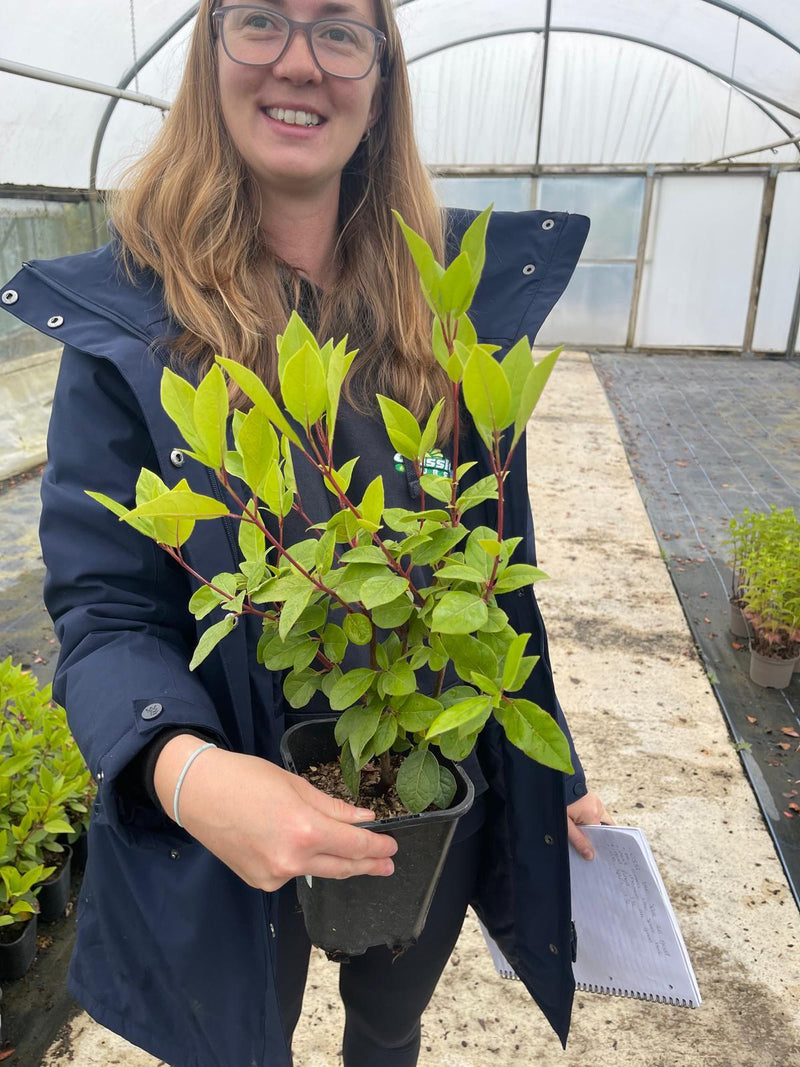 Viburnum Tinus Spirit 1.3 Litre Pot