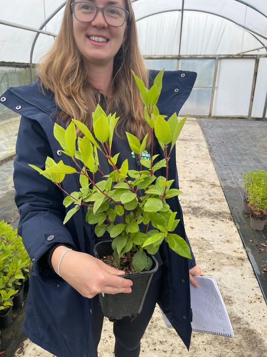 Viburnum Tinus Spirit 1.3 Litre Pot