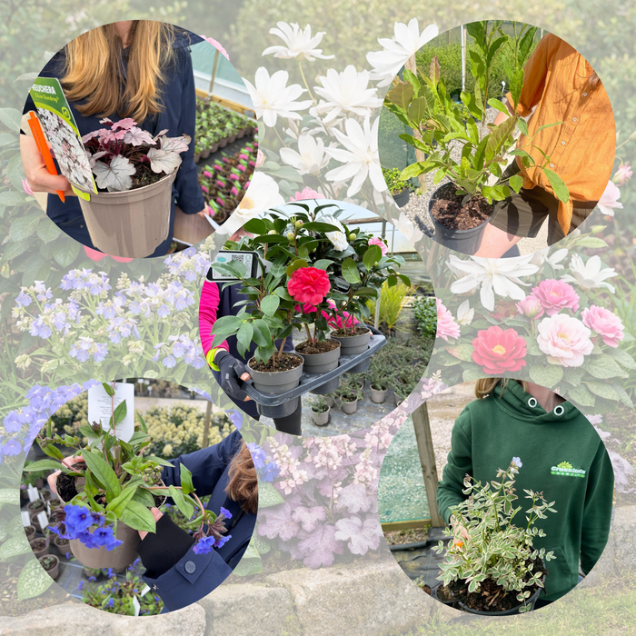 Spring Colour Boost Border Pack (12 Plants)