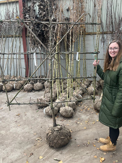 Pear Beurre Alexandre Lucas Espallier Pleached 150cm Wide, 180cm Tall 5 Tiers Delivery Feb/March
