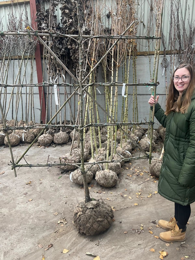 Pear Beurre Alexandre Lucas Espallier Pleached 150cm Wide, 180cm Tall 5 Tiers