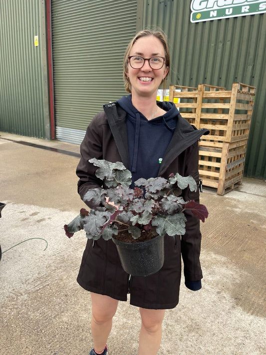 Heuchera Obsidian 2 Litre Pot