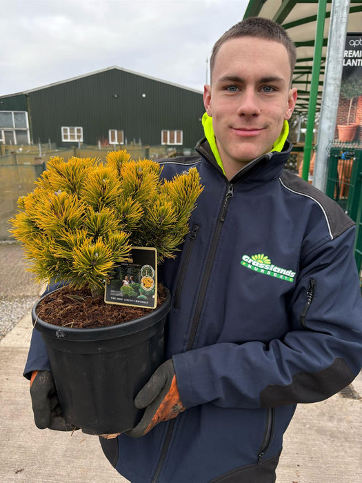 Pinus Carstons Wintergold 8 Litre Pot