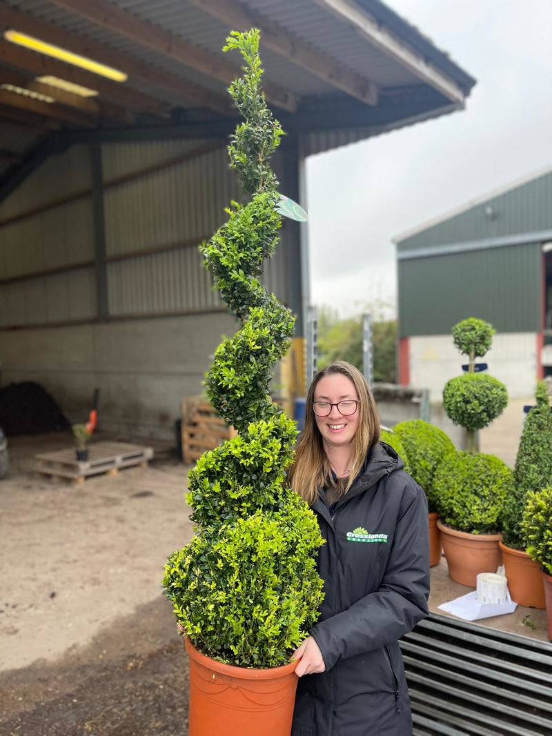 Buxus Spiral 110/120cm