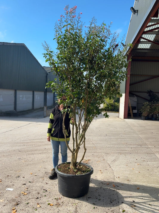 Lagerstroemia Indica Multi-Trunk Parachute 55 Litre 200-250cm