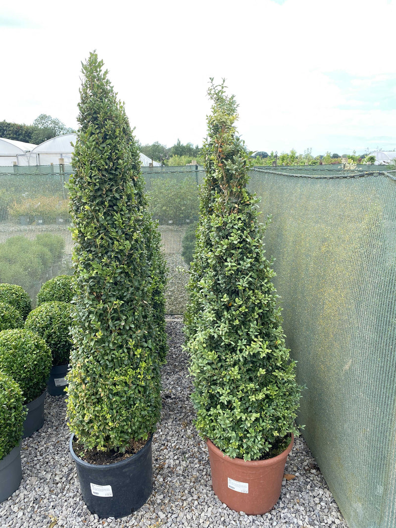 Buxus Cone 15 Litre Pot 100/110cm