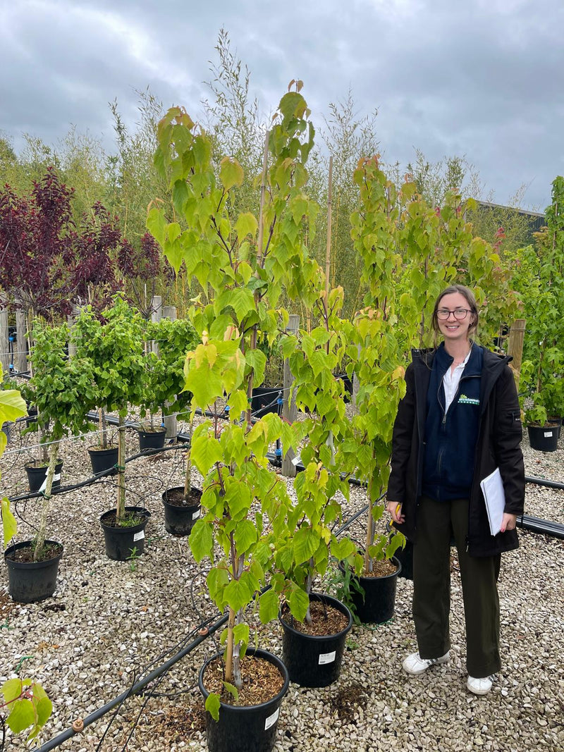 Acer davidii Viper 15 Litre Pot