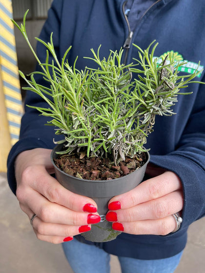 Lavender Angustifolia Hidcote 9cm Pot