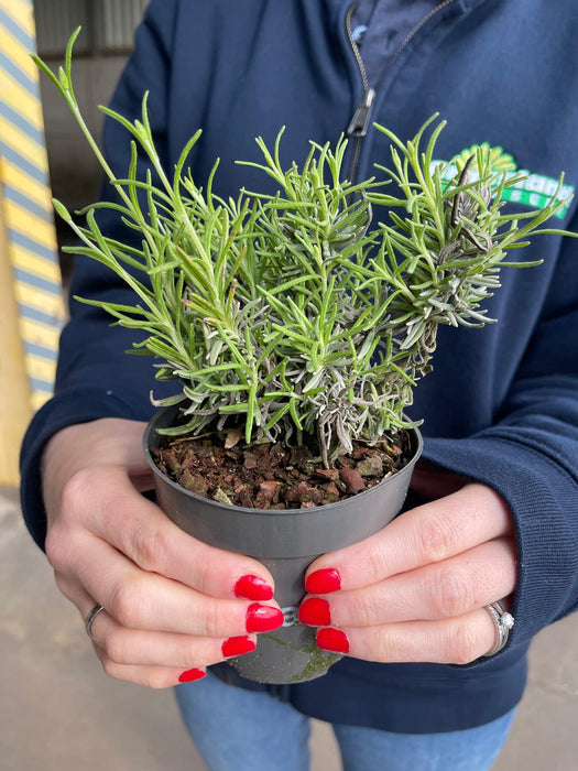 Lavender Angustifolia Hidcote 9cm Pot