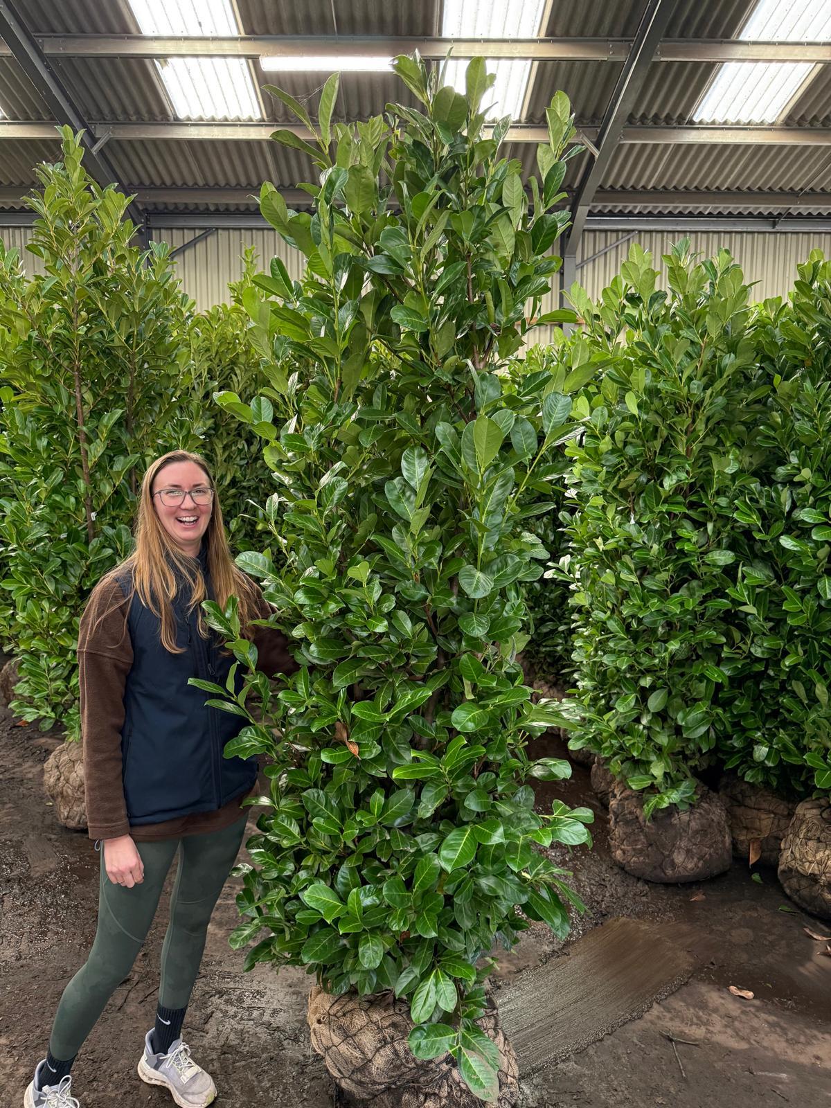 Laurel Hedging Specimen Clipped 230/240cm Tall & 100/120 Wide Pot Grown