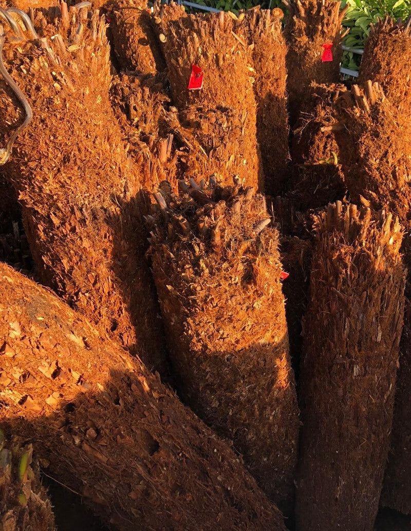 Tree Fern Dicksonia Antarctica 7 Foot Log