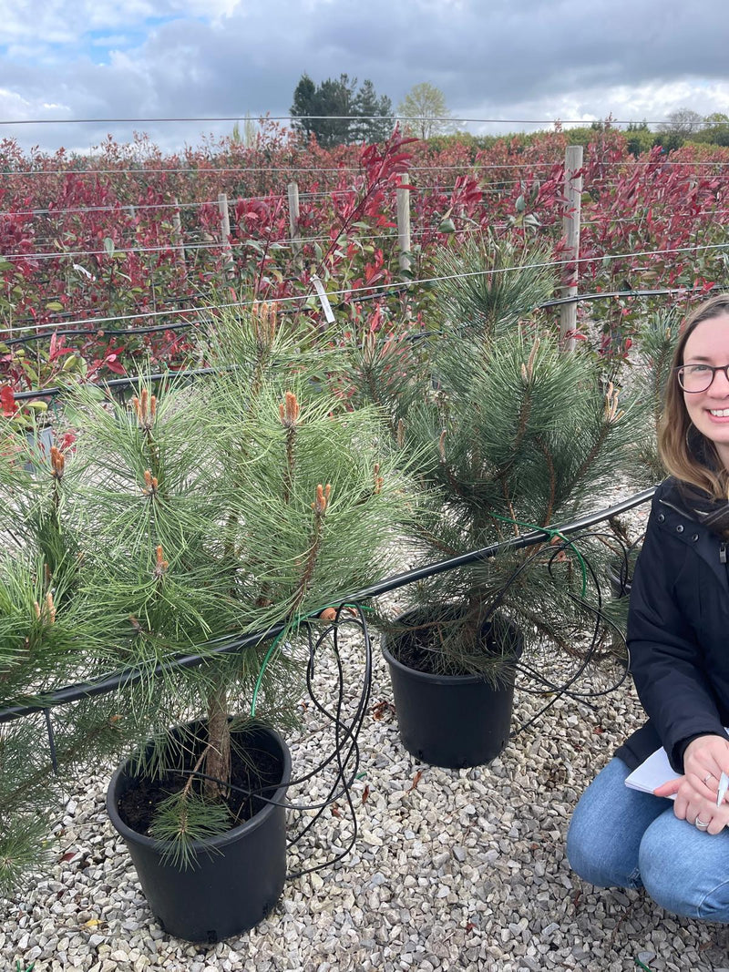 Pinus Nigra Nigra 15 Litre 80/100cm