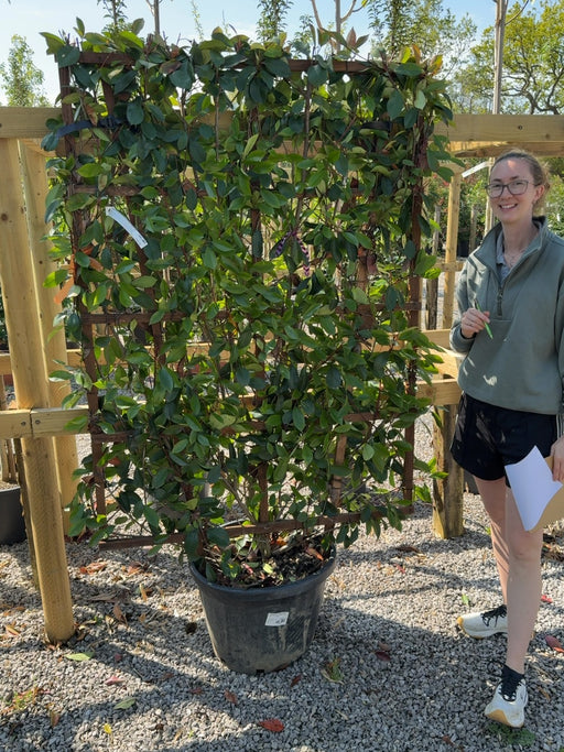 Photinia Red Robin Pleached Wall Frame 160cm Tall x 110cm Wide