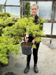 Acer palmatum Dissectum 10 Litre Pot