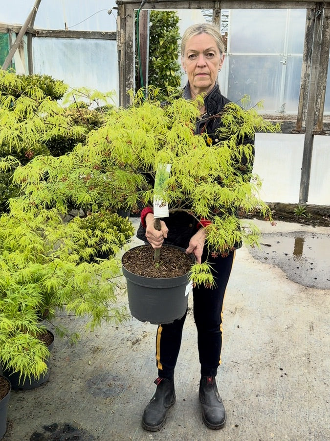 Acer palmatum Dissectum 10 Litre Pot