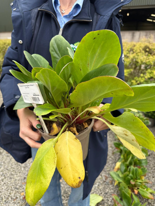 Bergenia Bressingham White 2 Litre Pot