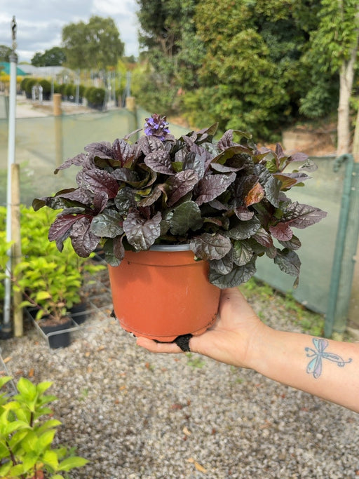 Ajuga Atropurpurea 2 Litre Pot