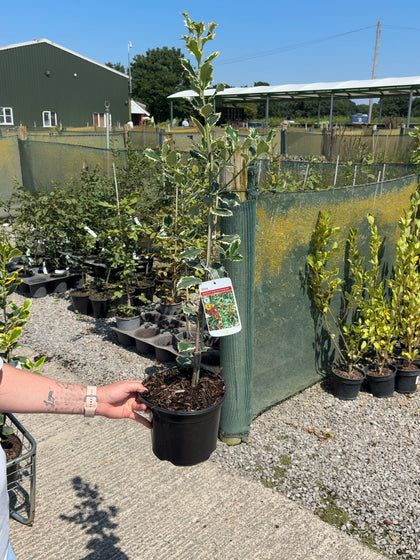 Ilex Argentea Marginata 3 Litre Pot