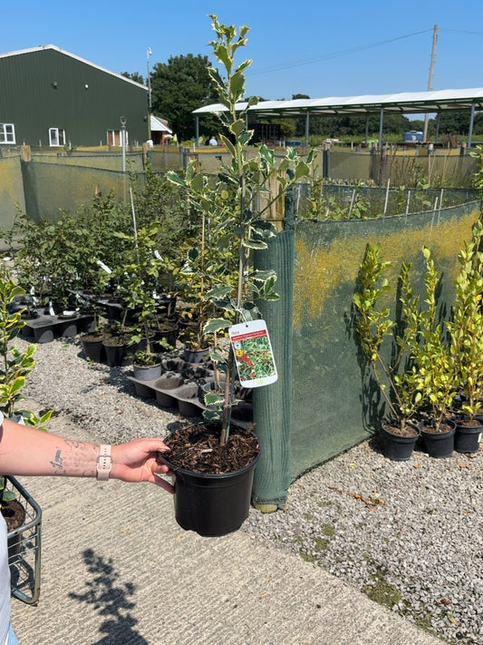 Ilex Argentea Marginata 3 Litre Pot
