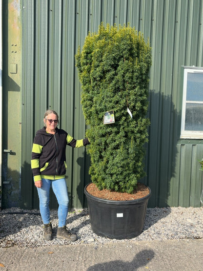 Taxus Baccata David 280 Litre Pot 180-200cm