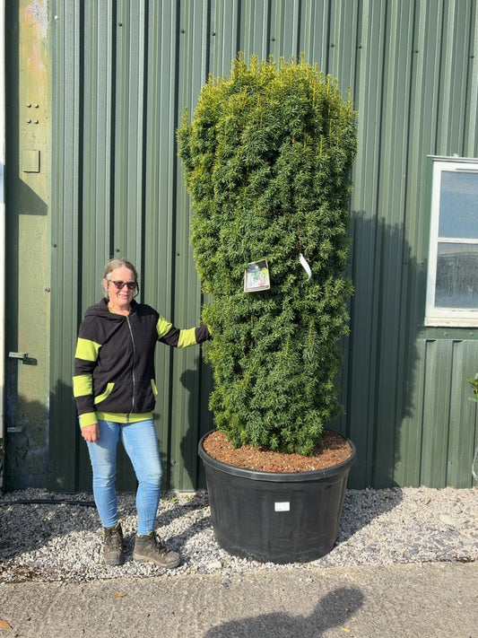 Taxus Baccata David 280 Litre Pot 180-200cm