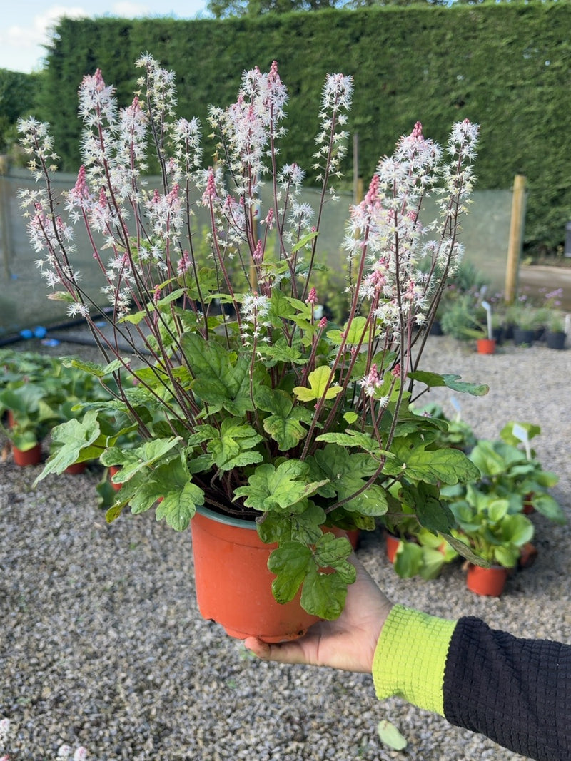 Tiarella Spring Symphony 2 Litre Pot