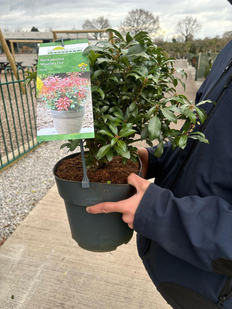 Pieris Japonica Mountain Fire 6 Litre Pot