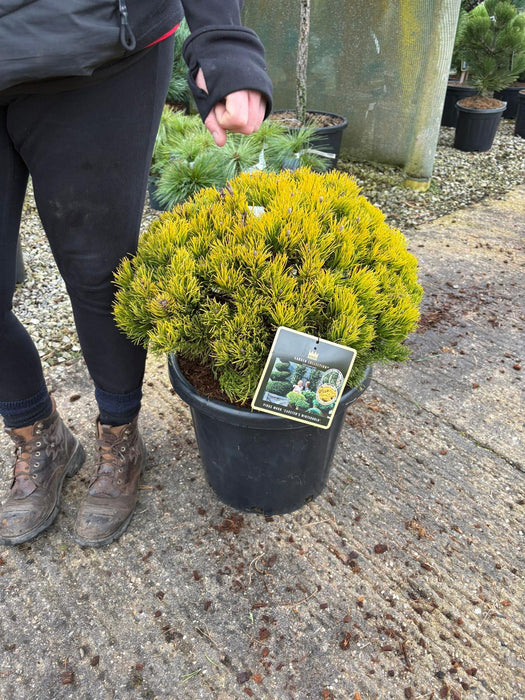 Pinus Carstons Wintergold 25 Litre Pot