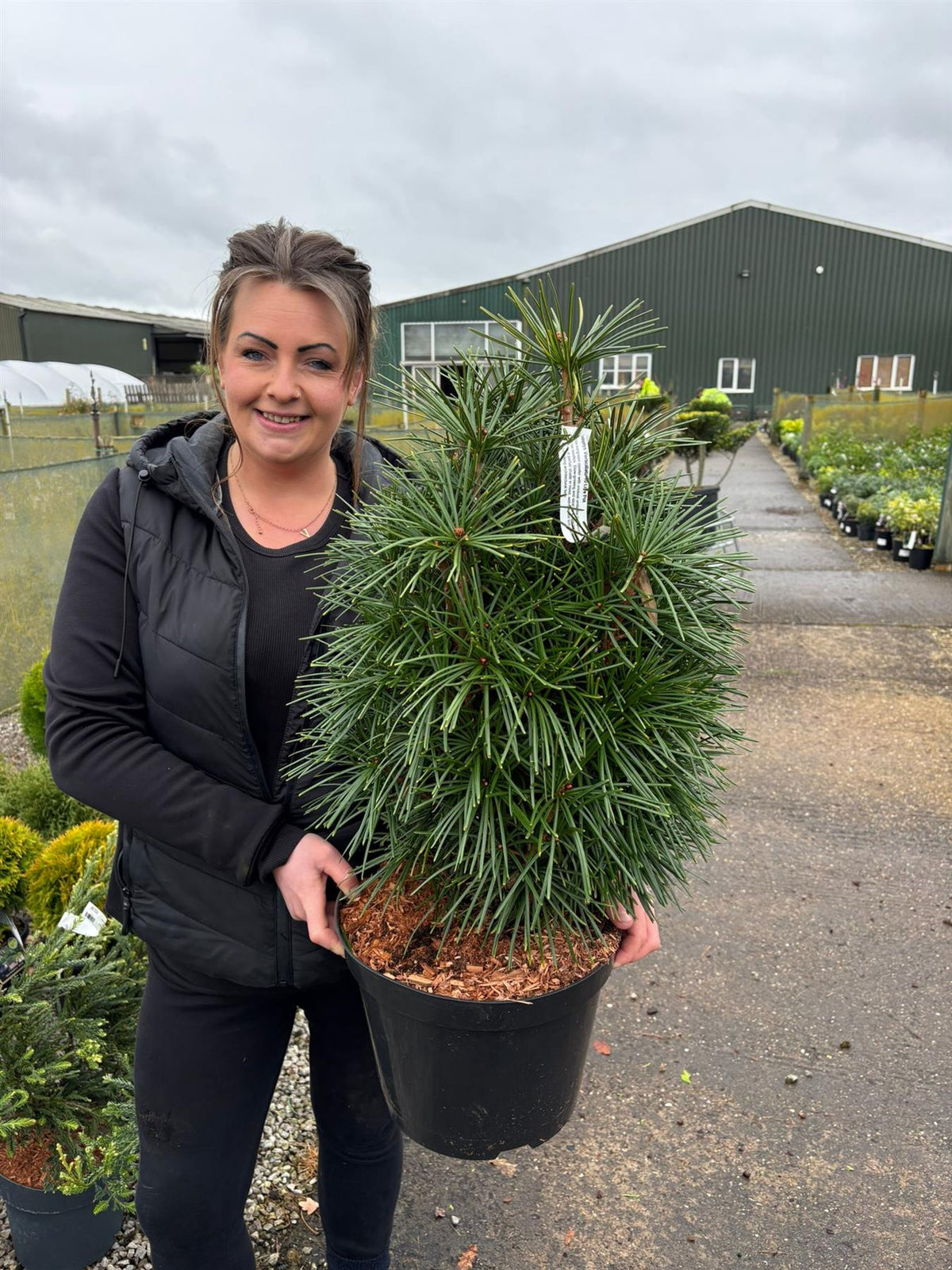 Sciadopitys Verticillata 10 Litre Pot