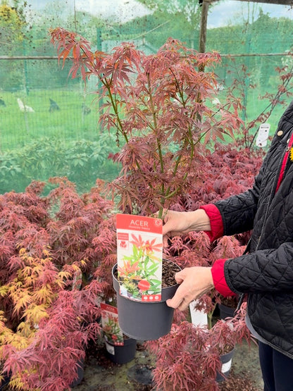 Acer Palmatum Jerre Schwartz 3 Litre Pot