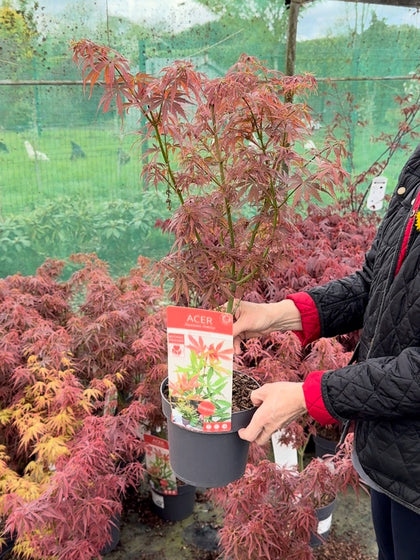 Acer Palmatum Jerre Schwartz 3 Litre Pot