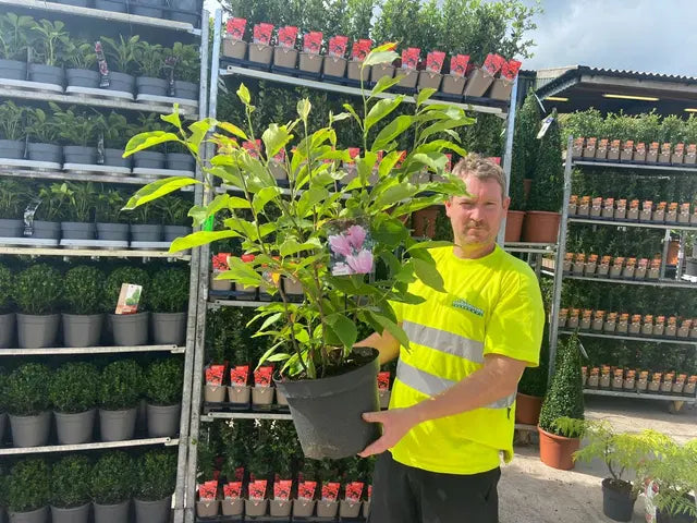 Magnolia George Henry Kern 10 Litre Pot Bush