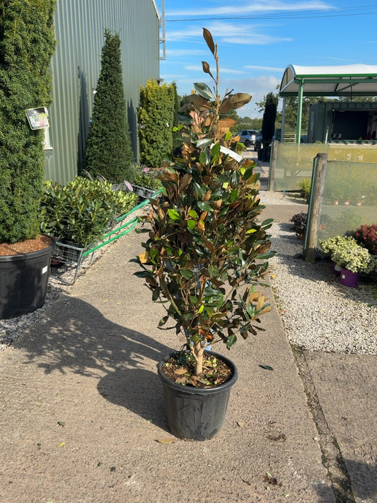 Magnolia G. Little Gem 25 Litre Pot 125-150cm