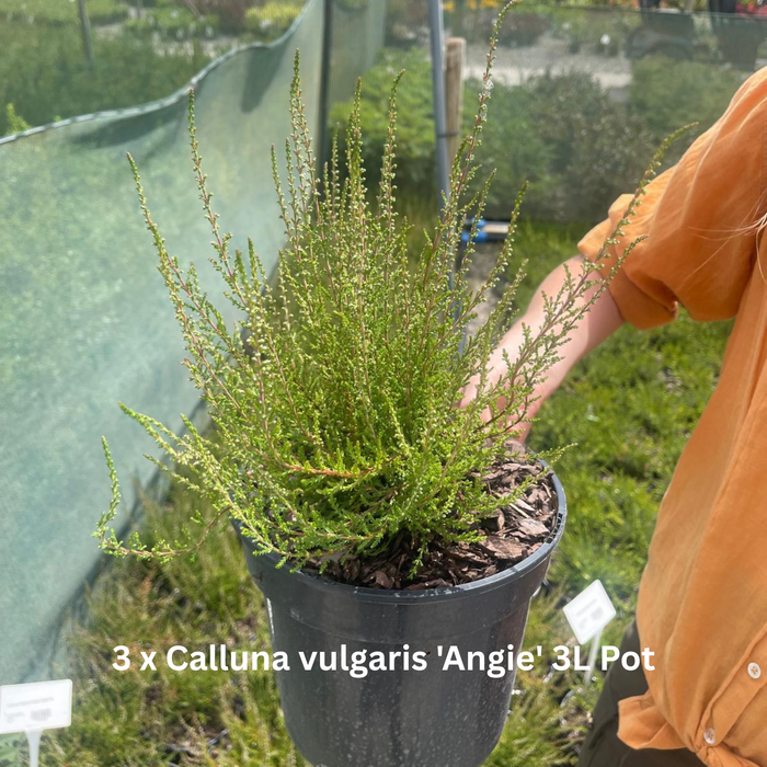 12 x Autumn Flowering Perennial Border Pack